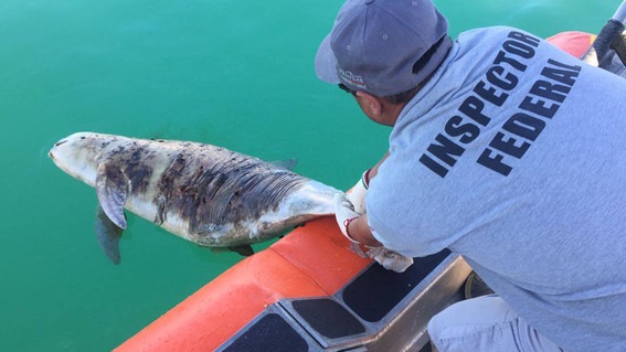 encuentran muerta a vaquita marina atrapada en una red en mexico