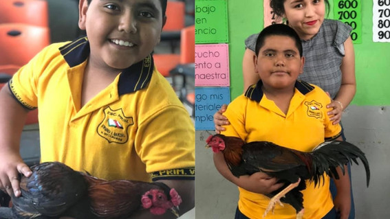 alumno regala un gallo a maestra cumpleanos