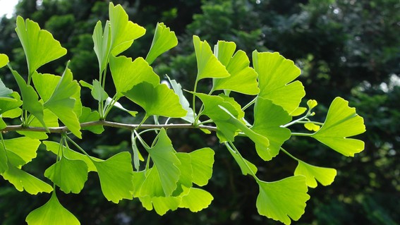 Resultado de imagen de ginkgo biloba