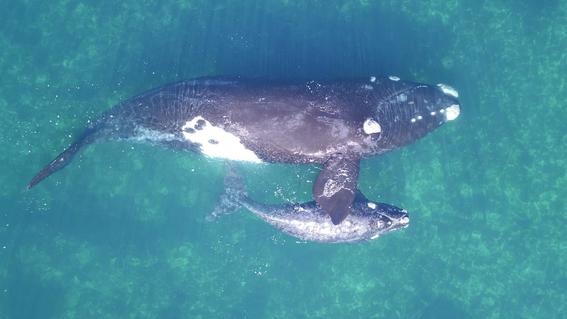 Imagenes De Drones Permiten Pesar Ballenas En Libertad Por Primera Vez Ciencia