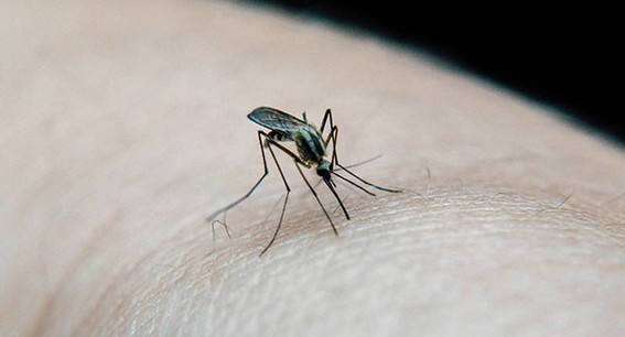 aumentan al doble los casos de dengue en jalisco