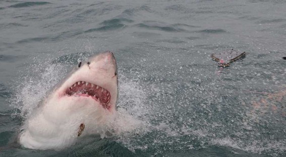 piratas chinos amenazan a tiburones blancos en mexico