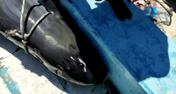 mama de delfin muere al intentar salvarlo de un derrame de petroleo