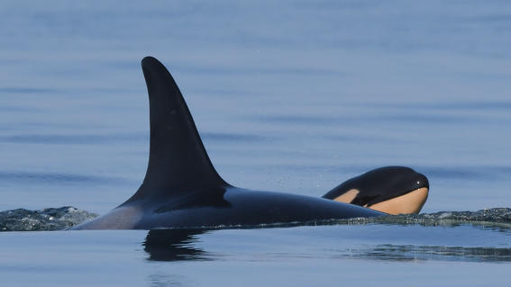 orca vuelve a ser madre