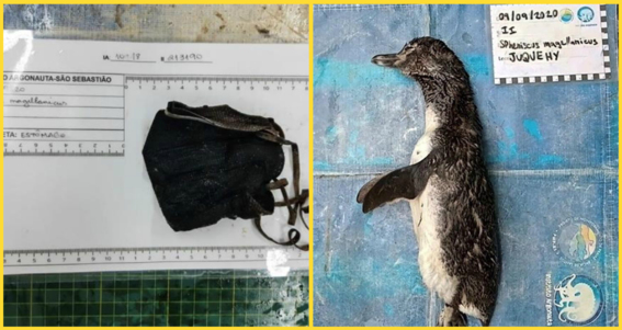pingüino es encontrado muerto luego de ingerir un cubrebocas en brasil