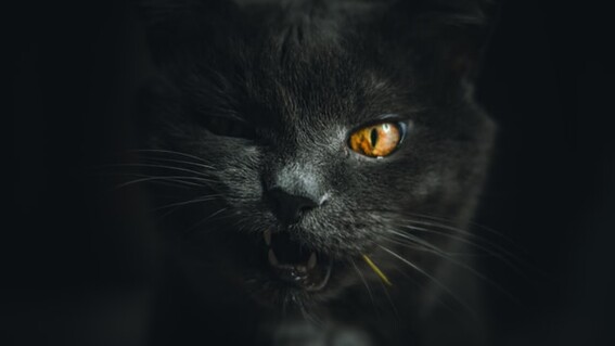 gatos negros sacrificios halloween