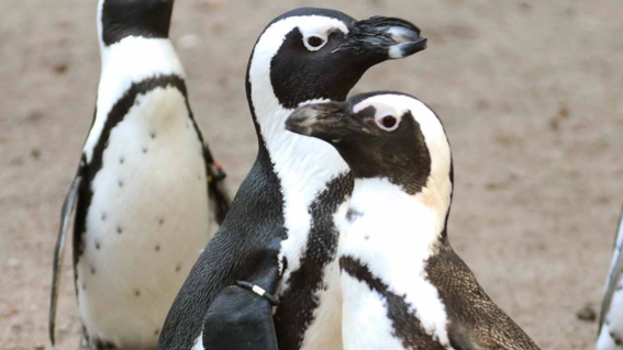 pinguinos gay roban a lesbianas zoologico
