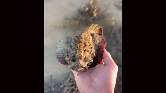 video se filma levantando con la mano a un pez piedra el mas venenoso del planeta