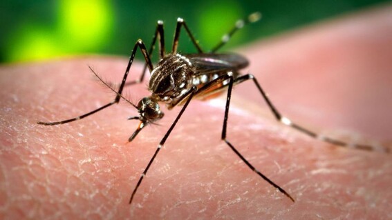 ¿cual es la situacion del dengue en mexico