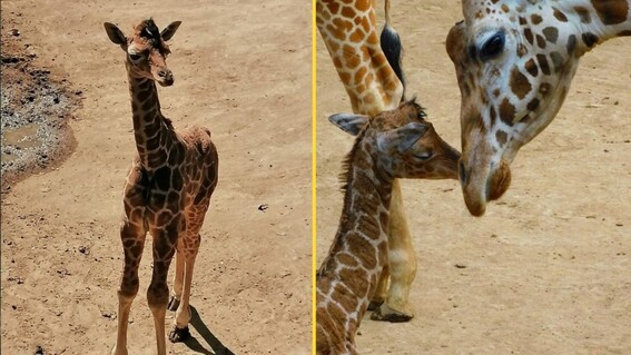 anuncian nacimiento de jirafa en zoologico de chapultepec