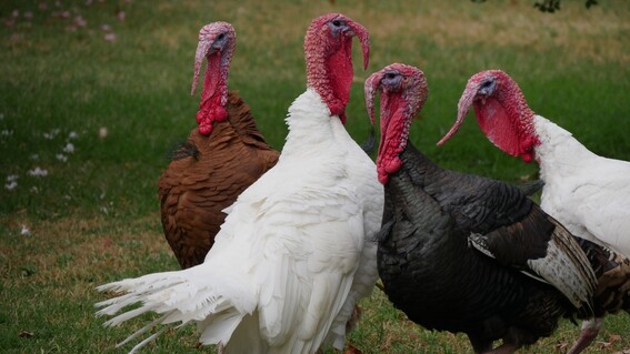 por brote de gripe aviar sacrificaran pavos en reino unido
