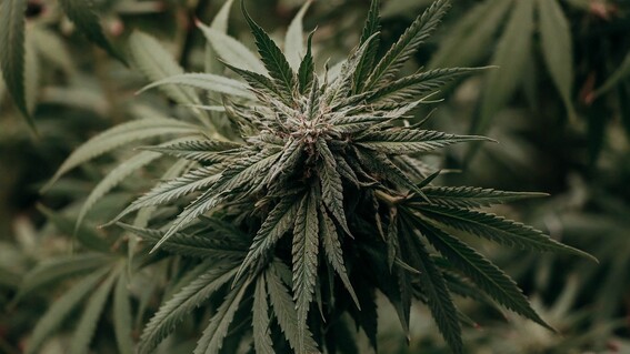 onu reconoce oficialmente propiedades medicinales del cannabis