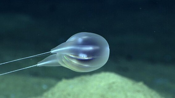 video encuentran extrana criatura con forma de globo en el oceano
