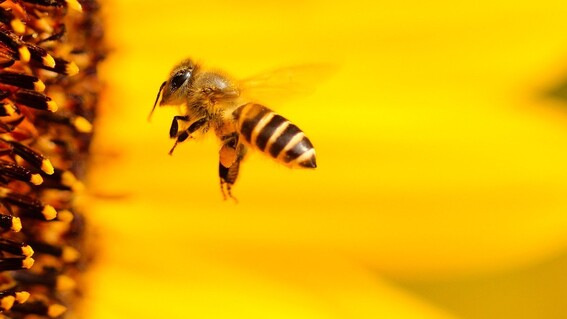 planta de cannabis podria salvar a las abejas