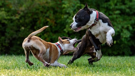 Pitbull Mata A Una Bebe De Un Ano Despues Que Se Acerco A Su Plato De Comida Mundo