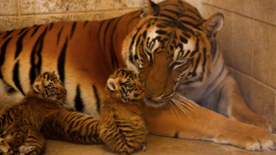 el nacimiento de cuatro cachorros de tigre de bengala sorprendio a los cuidadores del zoologico de san jorge en chihuahua