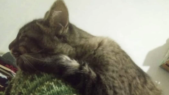 denuncian maltrato animal en zacatecas una gatita es asesinada por un grupo de menores de edad exigen justicia