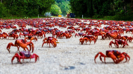 cierran carreteras por mas de 50 millones de cangrejos canibales