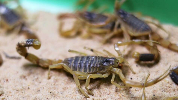 lluvia de cientos de escorpiones letales deja 500 hospitalizados y 3 fallecidos