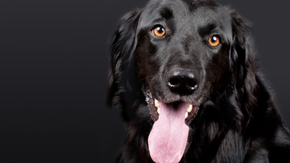 ¿que enfermedades transmiten los perros en su saliva