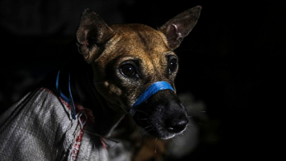 rescatan a 53 perritos que eran transportados a matadero de carne ilegal
